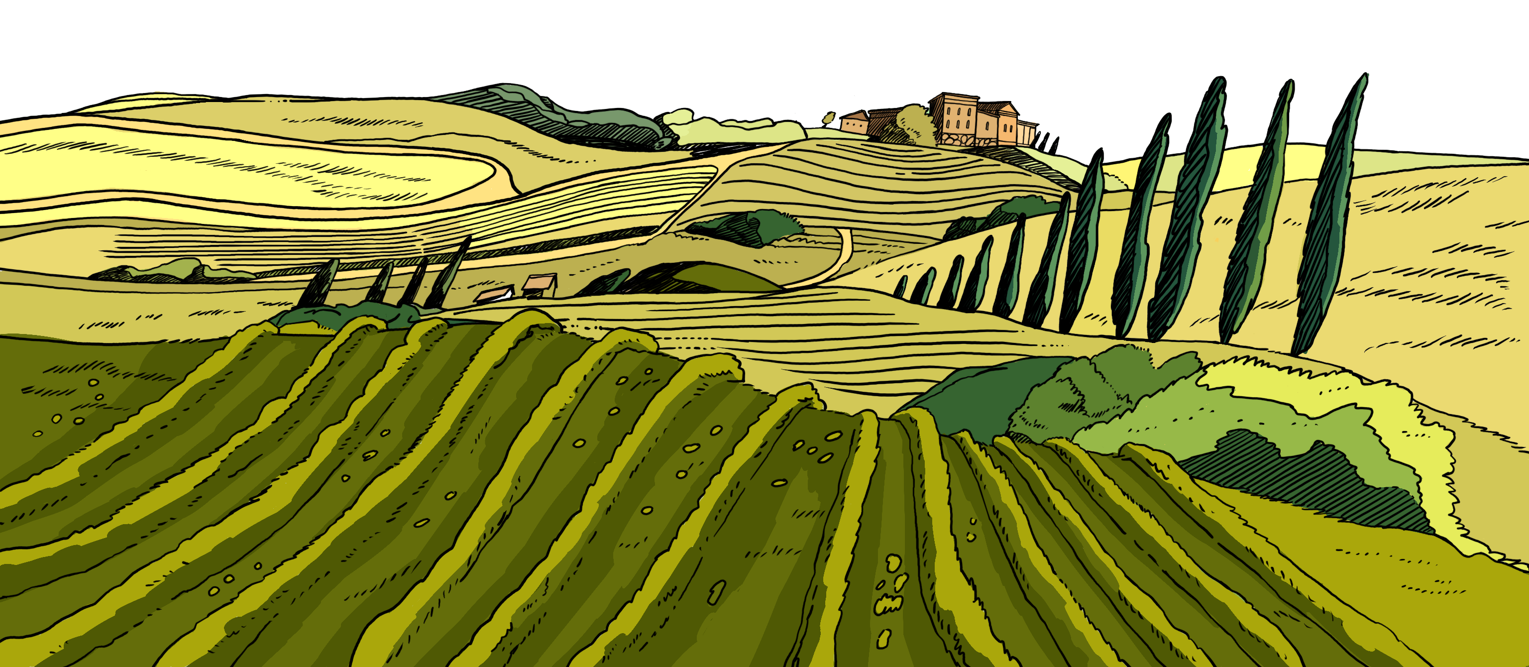 Vineyard landscape